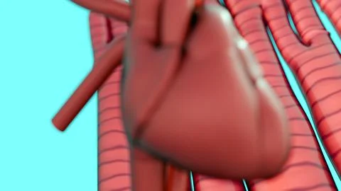 A 3d rendering of human heart organ and cardiac muscle cells on the background. Stock Illustration
