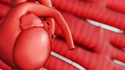 A 3d rendering of human heart organ and cardiac muscle cells on the background. Stock Illustration