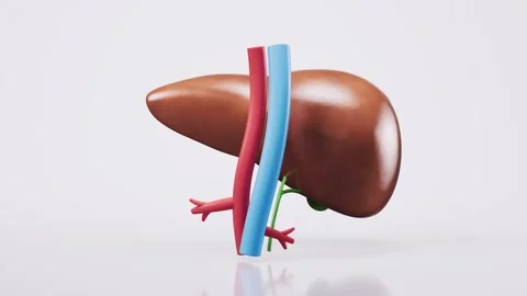 3D rendering of human liver with blood vessels rotating on white background.. Stock Footage 332151687