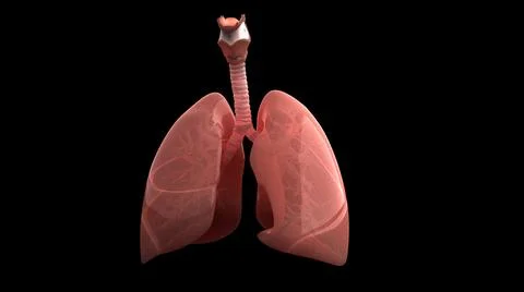 3D Rendering of Human Lungs and Respiratory System Stock Illustration