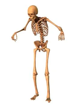 3D Rendering Human Skeleton on White Stock Illustration