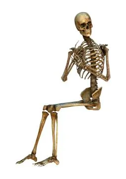 3D Rendering Human Skeleton on White Stock Illustration