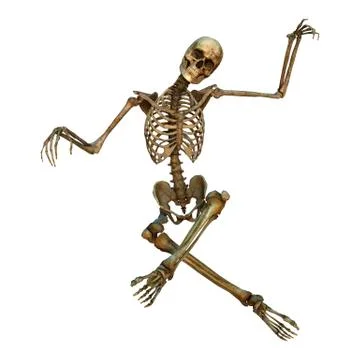 3D Rendering Human Skeleton on White Stock Illustration