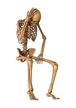 3D Rendering Human Skeleton on White Stock Illustration