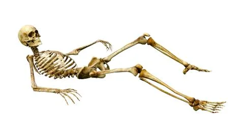 3D Rendering Human Skeleton on White Stock Illustration
