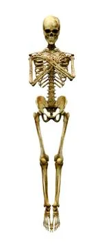 3D Rendering Human Skeleton on White Stock Illustration