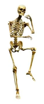 3D Rendering Human Skeleton on White Stock Illustration