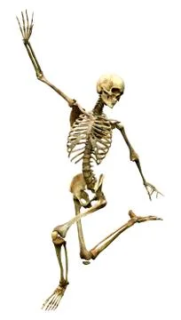 3D Rendering Human Skeleton on White Stock Illustration