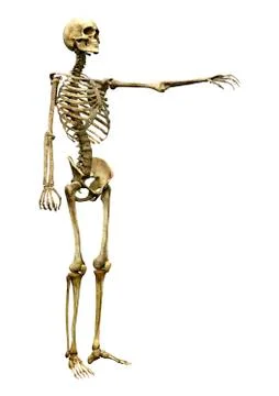 3D Rendering Human Skeleton on White Stock Illustration