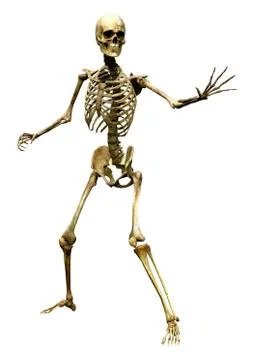3D Rendering Human Skeleton on White Stock Illustration