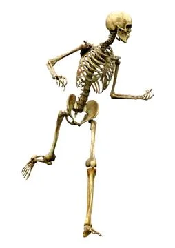 3D Rendering Human Skeleton on White Stock Illustration