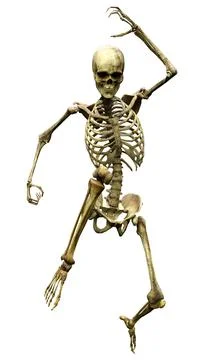 3D Rendering Human Skeleton on White Stock Illustration