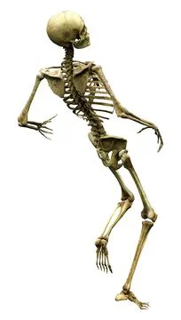 3D Rendering Human Skeleton on White Stock Illustration