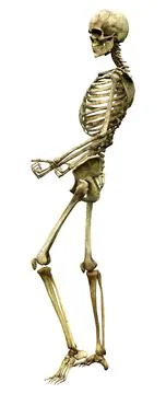 3D Rendering Human Skeleton on White Stock Illustration