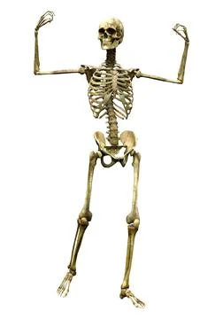 3D Rendering Human Skeleton on White Stock Illustration