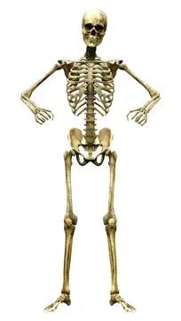 3D Rendering Human Skeleton on White Stock Illustration