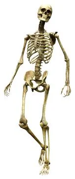 3D Rendering Human Skeleton on White Stock Illustration