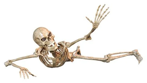 3D Rendering Human Skeleton on White Stock Illustration