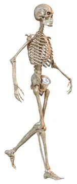 3D Rendering Human Skeleton on White Stock Illustration