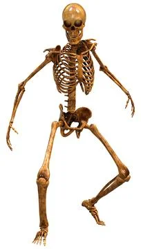 3D Rendering Human Skeleton on White Illustrazione stock