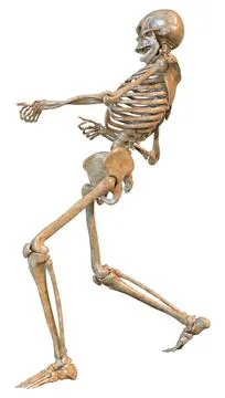 3D Rendering Human Skeleton on White Stock Illustration