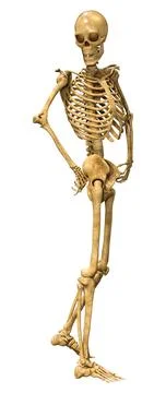 3D Rendering Human Skeleton on White Stock Illustration