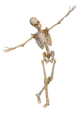 3D Rendering Human Skeleton on White Stock Illustration