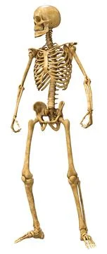 3D Rendering Human Skeleton on White Illustrazione stock