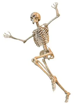 3D Rendering Human Skeleton on White Illustrazione stock
