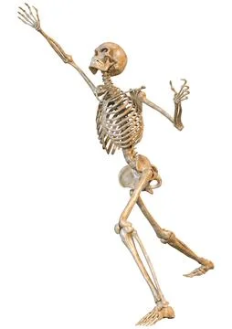 3D Rendering Human Skeleton on White Stock Illustration