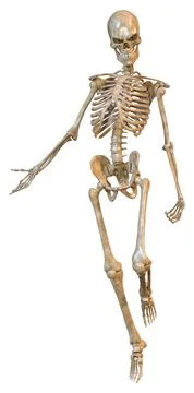 3D Rendering Human Skeleton on White Stock Illustration