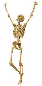 3D Rendering Human Skeleton on White Stock Illustration