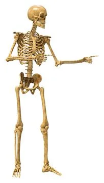 3D Rendering Human Skeleton on White Stock Illustration