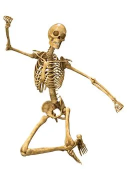 3D Rendering Human Skeleton on White Stock Illustration