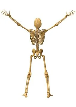 3D Rendering Human Skeleton on White Stock Illustration