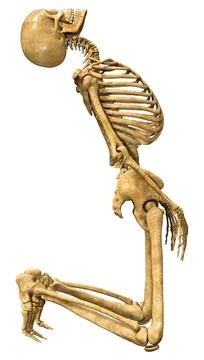 3D Rendering Human Skeleton on White Stock Illustration
