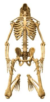 3D Rendering Human Skeleton on White Stock Illustration