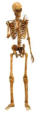 3D Rendering Human Skeleton on White Stock Illustration