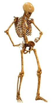 3D Rendering Human Skeleton on White Stock Illustration