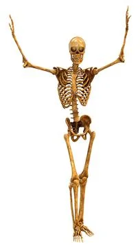 3D Rendering Human Skeleton on White Stock Illustration
