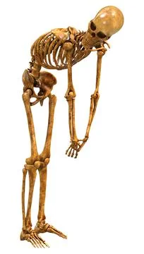 3D Rendering Human Skeleton on White Stock Illustration