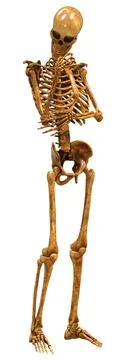3D Rendering Human Skeleton on White Stock Illustration