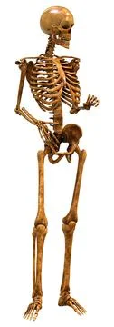 3D Rendering Human Skeleton on White Stock Illustration