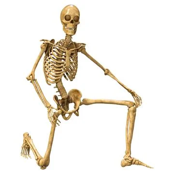 3D Rendering Human Skeleton on White Stock Illustration