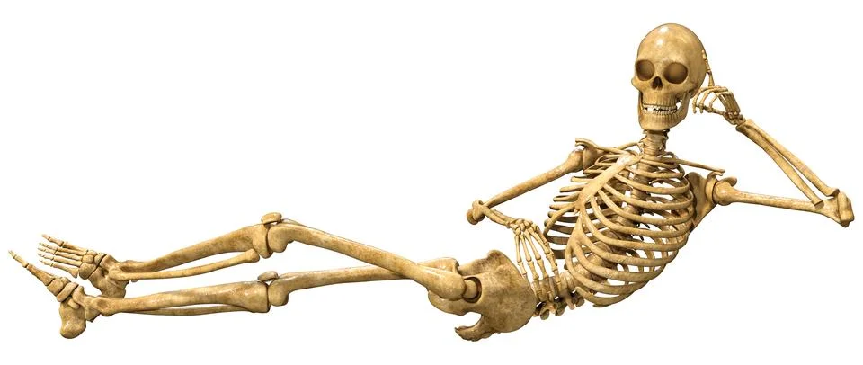 3D Rendering Human Skeleton on White Stock Illustration