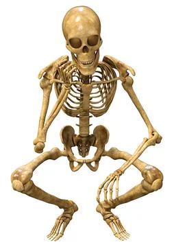 3D Rendering Human Skeleton on White Stock Illustration