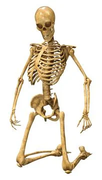 3D Rendering Human Skeleton on White Stock Illustration