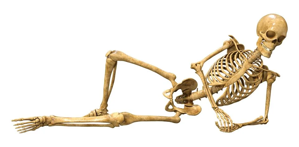 3D Rendering Human Skeleton on White Stock Illustration