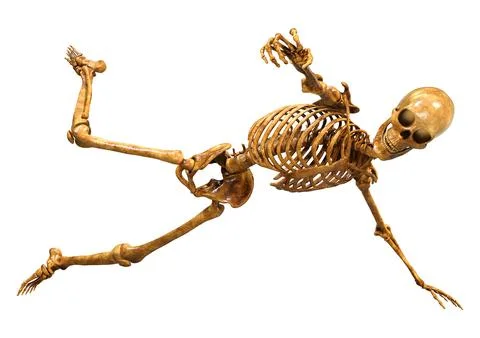 3D Rendering Human Skeleton on White Stock Illustration