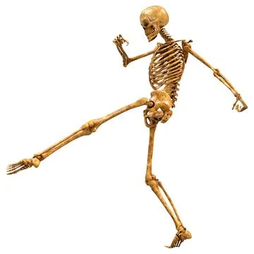 3D Rendering Human Skeleton on White Stock Illustration